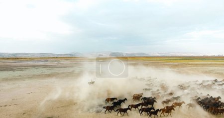 Téléchargez les photos : Un troupeau de chevaux court à travers un champ de sable. vue aérienne d'un troupeau de chevaux - en image libre de droit