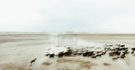 Eine Herde Pferde läuft über ein sandiges Feld. Luftaufnahme einer Pferdeherde