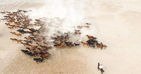 Eine Herde Pferde läuft über ein sandiges Feld. Luftaufnahme einer Pferdeherde