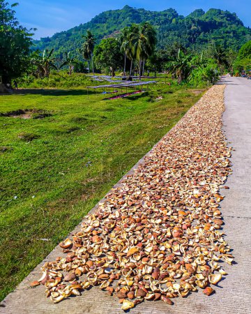 Téléchargez les photos : Séchage de poissons et de noix de coco en Sipalay Philippines. - en image libre de droit