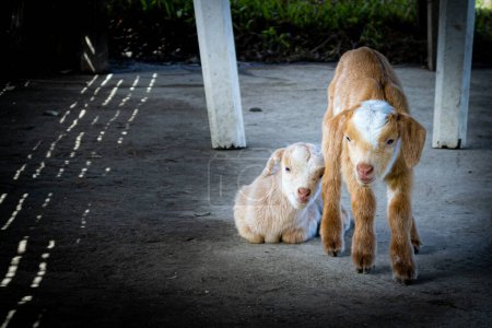 Photo for Sweet goat kids in the Philippines. - Royalty Free Image