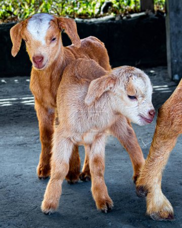 Photo for Sweet goat kids in the Philippines. - Royalty Free Image