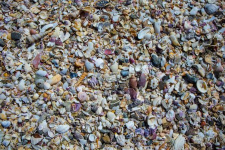 Photo for Colorful seashells on the Talon Beach Philippines. - Royalty Free Image