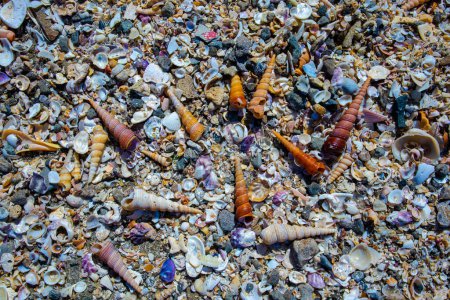 Photo for Colorful seashells on the Talon Beach Philippines. - Royalty Free Image