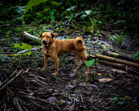 Téléchargez les photos : Brown aspin dog in the Philippines. - en image libre de droit