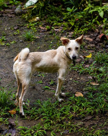 Téléchargez les photos : White aspin dog in the Philippines. - en image libre de droit
