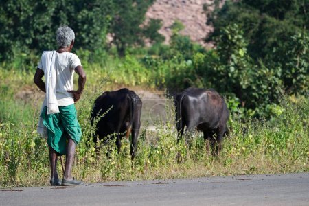Photo for An indian old man standing on road watching his two buffaloes India. Indian old age farmer with his buffalo. Indian poor people - Royalty Free Image