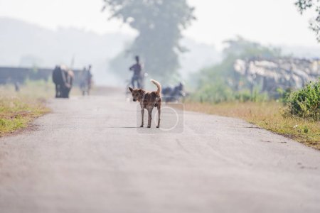 Photo for KACHANDA, CHHATTISGARH, INDIA, NOVEMBER 15, 2022: A street dog on road watching back at morning in india - Royalty Free Image