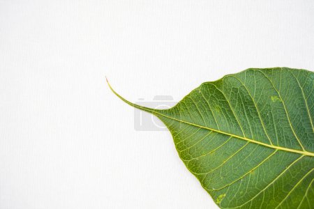Photo for Peepal leaf or Bodhi leaf or sacred fig leaf isolated on white background, Green Peepal leaf on white background - Royalty Free Image