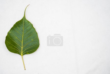 Photo for Peepal leaf or Bodhi leaf or sacred fig leaf isolated on white background, Green Peepal leaf on white background - Royalty Free Image