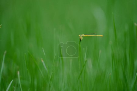 Téléchargez les photos : Petite libellule jaune assise sur le gazon vert pelouse terrain du parc, macro plan rapproché de la libellule assise sur la feuille d'herbe verte, Gros plan photo de petite libellule avec fond vert. - en image libre de droit