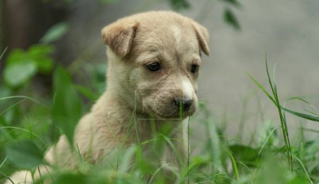 Photo for A soft brown small cute little puppy, small cute street dog little puppy sitting on grass in sad or emotional face expression, Emotional Soft Brown Puppy Sitting on Grass Indian Street Dog - Royalty Free Image