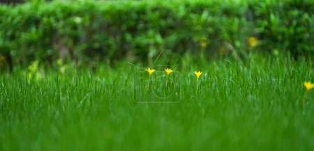 So many Yellow flowers in Green grass Lawn ground background , yellow flower in nature with fresh grass with copyspace