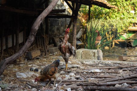 Foto de Gallina negra de pie frente al gallo y en busca de comida en el patio trasero de la casa. - Imagen libre de derechos