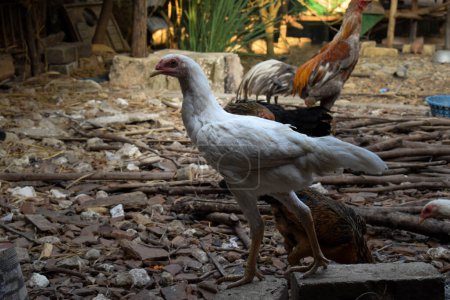 Téléchargez les photos : Poule blanche maigre marchant et recherchant de la nourriture au sol ou au sol - en image libre de droit