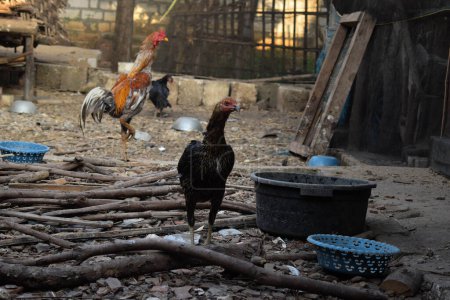 Foto de Gallina negra de pie frente al gallo y en busca de comida en el patio trasero de la casa. - Imagen libre de derechos