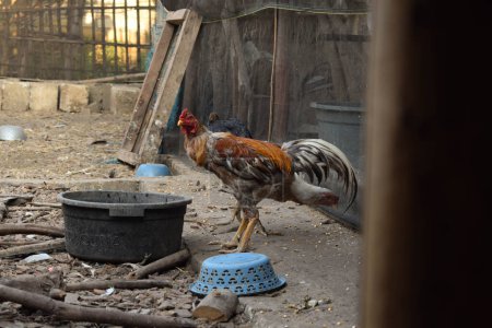 Foto de Gallo naranja flaco de pie y buscando comida en el patio trasero - Imagen libre de derechos