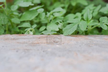 Foto de Podio de ladrillo de piedra con hojas de la naturaleza para el diseño producto saludable - Imagen libre de derechos
