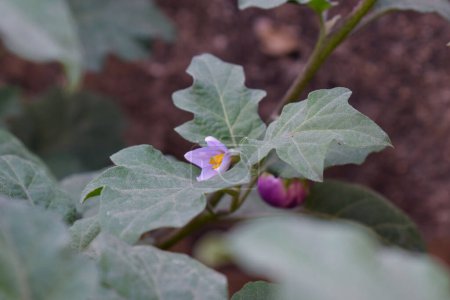 Téléchargez les photos : Usine de Terong ungu, ou Solanum melongena. Feuilles, fruits à fleurs et plantes d'aubergine, nature Feuilles de fond. - en image libre de droit