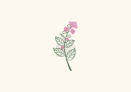 Illustration for Logo Protea Flower Colorful, Floral Botanical Beauty Logo. Editable File - Royalty Free Image