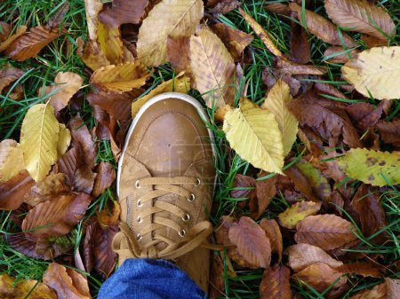 Photo for Wet shoe in colorful autumn leaves. - Royalty Free Image