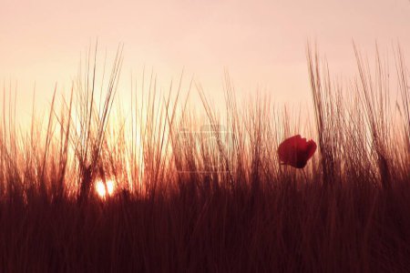 Photo for Poppy in the grain at sunset. - Royalty Free Image