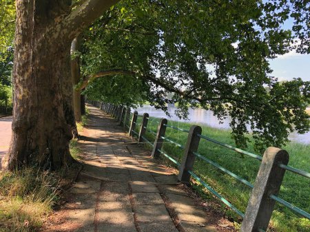 Photo for Sycamore Alley is planted next to a walkway with a railing. Summer day. - Royalty Free Image