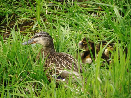 Photo for Mallard duck with little ducklings in the grass by the stream. - Royalty Free Image