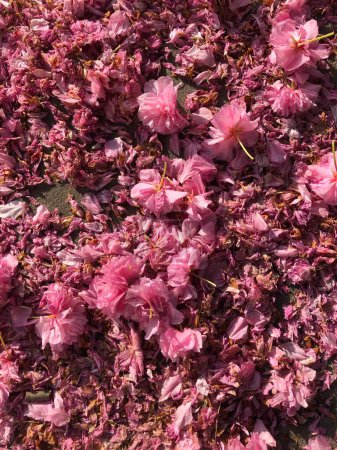 Photo for Texture of fallen petals of Japanese cherry sakura on the sidewalk. - Royalty Free Image