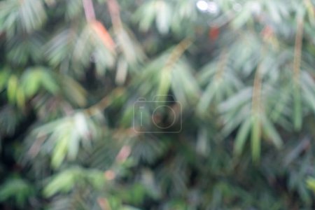 Téléchargez les photos : Texture de fond, Défocalisé des feuilles de bambou dans la forêt de bambou le jour, - en image libre de droit