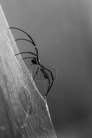 Téléchargez les photos : Image rapprochée de l'araignée sur la toile en photographie noir et blanc. - en image libre de droit
