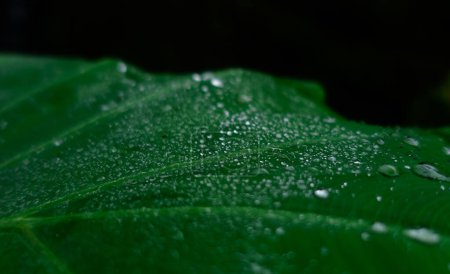 Téléchargez les photos : Raindrops on the green leaf isolated in black background - en image libre de droit