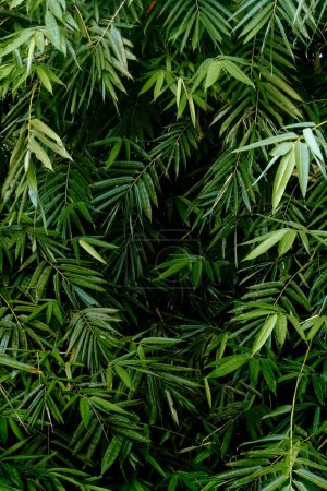 Téléchargez les photos : Background texture of bamboo leaf in bamboo forest - en image libre de droit
