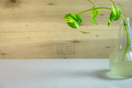 Téléchargez les photos : Plante décorative dans le vase de fleurs en verre, design d'intérieur simple et maquette de décoration, simplicité de l'espace de copie - en image libre de droit