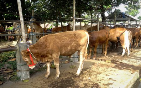 Téléchargez les photos : Muntilan, Magelang, Java central, Indonésie, 06 / 03 / 2023, Photos du marché domestique du bétail, Le marché du bétail chèvre, mouton et vache, lieu bondé de vendeurs et d'acheteurs pour célébrer l'Aïd al-Adha. - en image libre de droit