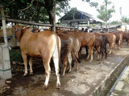 Téléchargez les photos : Muntilan, Magelang, Java central, Indonésie, 06 / 03 / 2023, Photos du marché domestique du bétail, Le marché du bétail chèvre, mouton et vache, lieu bondé de vendeurs et d'acheteurs pour célébrer l'Aïd al-Adha. - en image libre de droit