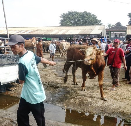 Téléchargez les photos : Muntilan, Java central, Indonésie, 06 / 03 / 2023, Photos du marché du bétail domestique, Le marché du bétail chèvre, mouton et vache, lieu bondé de vendeurs et d'acheteurs pour célébrer l'Aïd al-Adha. - en image libre de droit