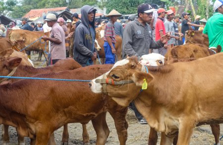 Téléchargez les photos : Muntilan, Java central, Indonésie, 06 / 03 / 2023, Photos du marché du bétail domestique, Le marché du bétail chèvre, mouton et vache, lieu bondé de vendeurs et d'acheteurs pour célébrer l'Aïd al-Adha. - en image libre de droit