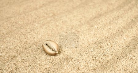 Téléchargez les photos : Texture de fond de sable sur la plage avec coquille de mer et motif de vagues, vibrations d'été, conception pour toile de fond et papier peint. - en image libre de droit