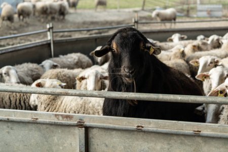 Foto de Una cabra billy con paja en la boca mirando a la cámara en la valla de metal que lo encierra junto a un rebaño de ovejas. - Imagen libre de derechos