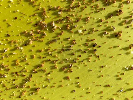Foto de Varroa mites and other beehive debris following oxalic acid vapor treatment. - Imagen libre de derechos