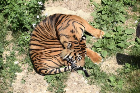 Foto de Tigre de Sumatra Argo (Panthera tigris sumatrae) en el Zoológico de Osnabrck. Junio de 2018. - Imagen libre de derechos