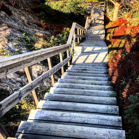 Photo for A set of Wooden steps leading down through autumnal coloured vegetation and rocks. Norway. - Royalty Free Image