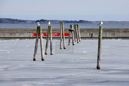 Foto de Gaviotas sentadas en postes de madera sobre agua helada en el puerto deportivo. Kristiansand, Noruega. 7 de abril de 2014. - Imagen libre de derechos