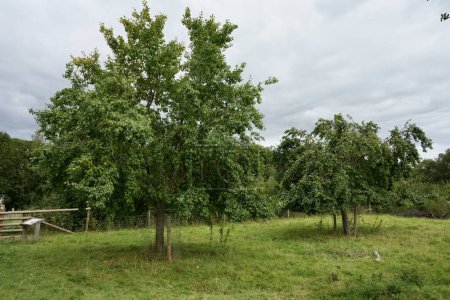 Foto de Damson Trees en The Brockhampton Estate. Brockhampton, Reino Unido. 27 de agosto de 2023. - Imagen libre de derechos