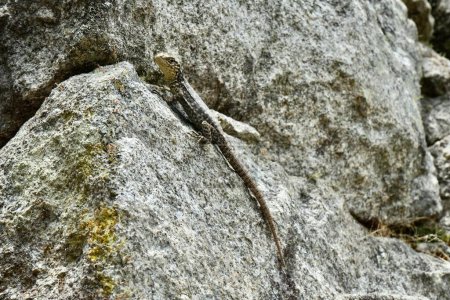 Téléchargez les photos : Un magnifique Tropidurus Torquatus Lizard vert sur un rocher au Pérou. - en image libre de droit