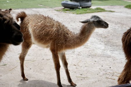 Photo for A cute and friendly brown young llama cria in Peru. - Royalty Free Image