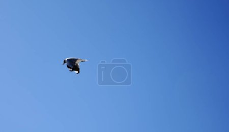 Photo for Laughing gull (Leucophaeus atricilla) against a clear blue sky over Antofagasta, Chile. - Royalty Free Image