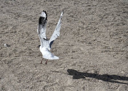 Photo for A Laughing gull (Leucophaeus atricilla) coming into land with its shadow beneath. - Royalty Free Image