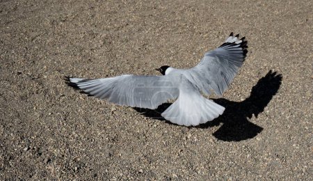 Photo for A black and white Laughing gull (Leucophaeus atricilla) gliding in to land with a shadow on the ground. Antofagasta, Chile. - Royalty Free Image